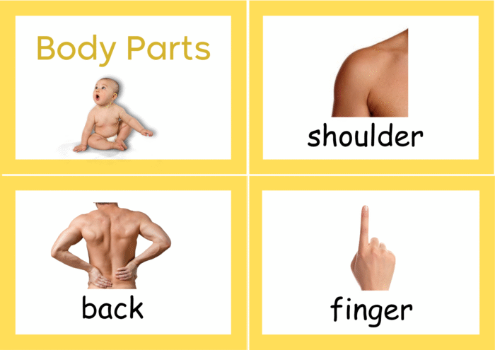 Body Parts flash cards - Image 8