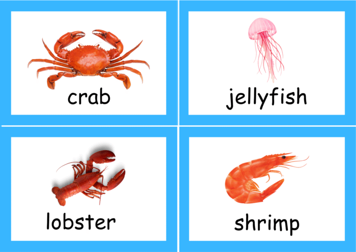 Sea Animals flash cards - Image 5