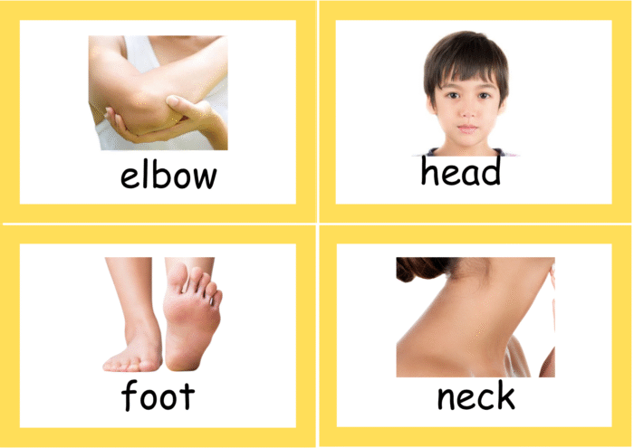 Body Parts flash cards - Image 6