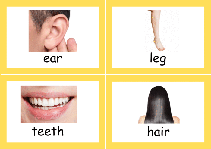 Body Parts flash cards - Image 5