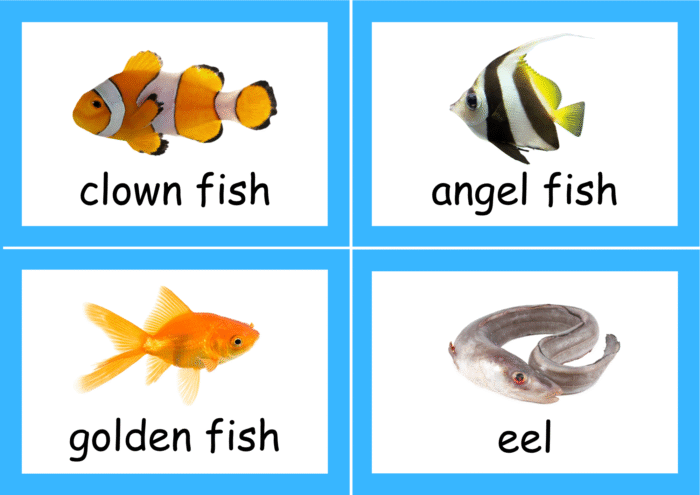Sea Animals flash cards - Image 3