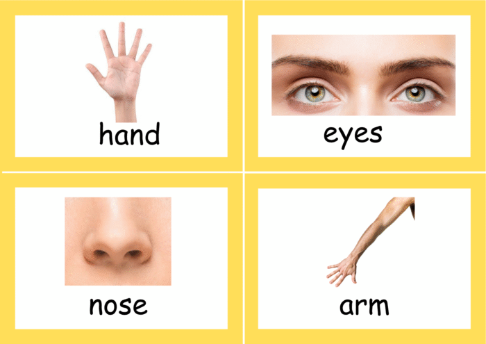 Body Parts flash cards - Image 4